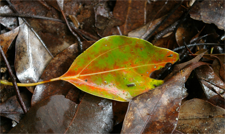 Camphor Laurel Leaf