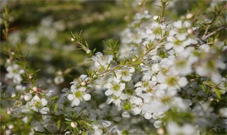 Tea Tree